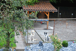 Hundepension